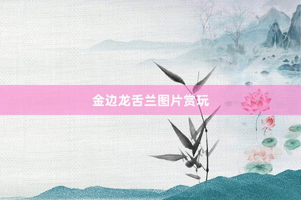 金边龙舌兰图片赏玩